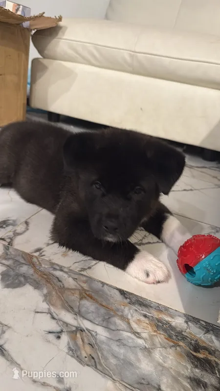 Akita – Akita puppy for sale in Miami, FL