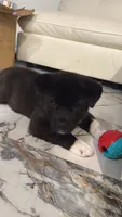 Akita, a male Akita for sale in Miami, FL – 1 of 9