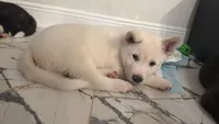Akita, a male Akita for sale in Miami, FL – 8 of 9