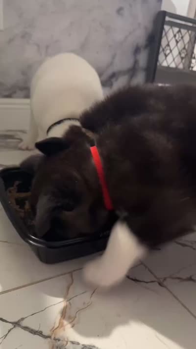 Akita, a male Akita for sale in Miami, FL – 4 of 9