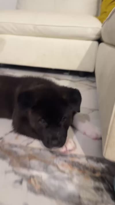 Akita, a male Akita for sale in Miami, FL – 3 of 9