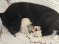 Akita, a male Akita for sale in Miami, FL – 6 of 9
