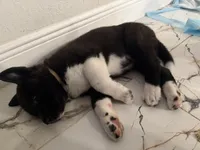 Akita, a male Akita for sale in Miami, FL – 5 of 9