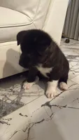 Akita, a male Akita for sale in Miami, FL – 2 of 9