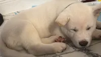 Akita, a male Akita for sale in Miami, FL – 9 of 9