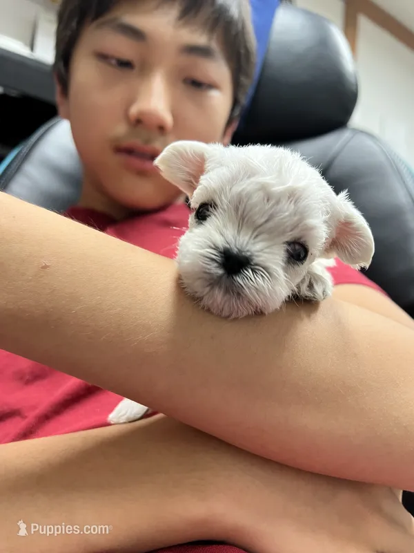 Pinky – Morkie puppy for sale in Greensboro, NC