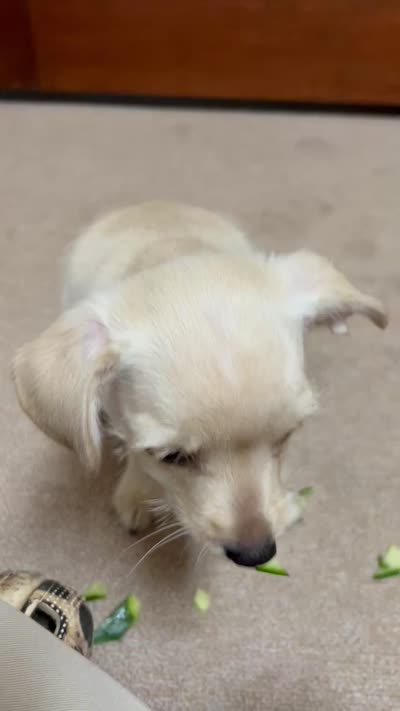 Louis, a male Yorkshire Terrier for sale in Greensboro, NC – 4 of 9