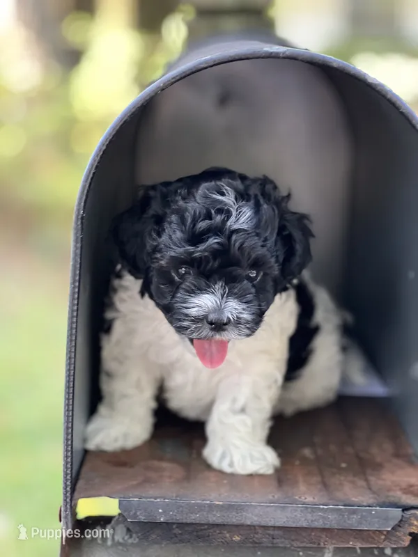 Sugar – Morkie puppy for sale in Greensboro, NC