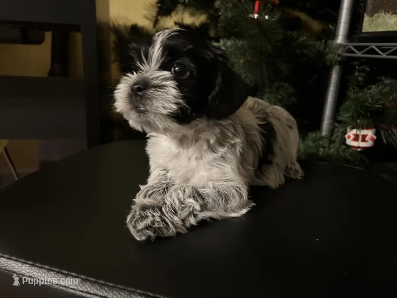 Choco – Morkie puppy for sale in Greensboro, NC