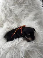 Noel, a male Miniature Schnauzer and Yorkshire Terrier for sale in Greensboro, NC – Photo 7 of 9