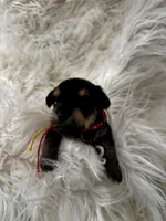 Noel, a male Miniature Schnauzer and Yorkshire Terrier for sale in Greensboro, NC – Photo 9 of 9