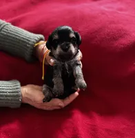 Noel, a male Miniature Schnauzer and Yorkshire Terrier for sale in Greensboro, NC – Photo 5 of 9