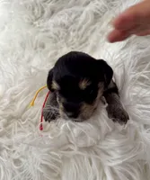 Noel, a male Miniature Schnauzer and Yorkshire Terrier for sale in Greensboro, NC – Photo 4 of 9