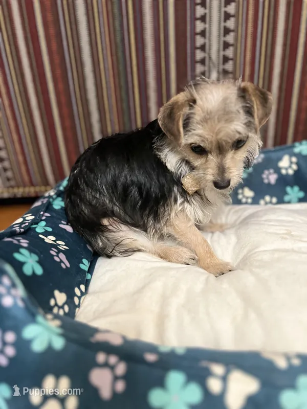 Mimi – Yorkshire Terrier puppy for sale in Greensboro, NC