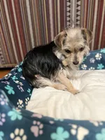 Mimi, a female Yorkshire Terrier for sale in Greensboro, NC – Photo 1 of 10