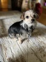 Mimi, a female Yorkshire Terrier for sale in Greensboro, NC – 2 of 3