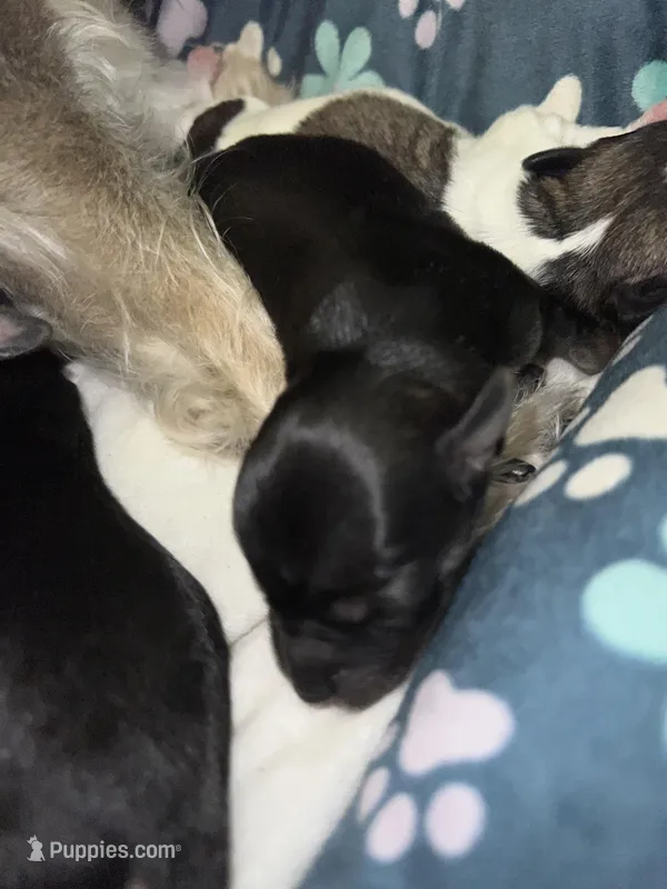 Mimi – Yorkshire Terrier puppy for sale in Greensboro, NC