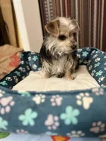 Mimi, a female Yorkshire Terrier for sale in Greensboro, NC – Photo 10 of 10