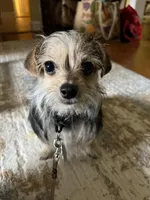 Mimi, a female Yorkshire Terrier for sale in Greensboro, NC – 1 of 3