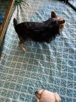 Meme, a female Yorkshire Terrier for sale in Greensboro, NC – Photo 6 of 6