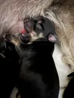 Mimi, a female Yorkshire Terrier for sale in Greensboro, NC – Photo 9 of 10