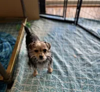 Meme, a female Yorkshire Terrier for sale in Greensboro, NC – Photo 2 of 6