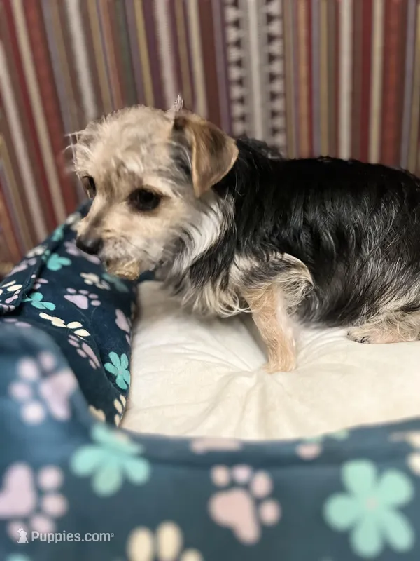 Mimi – Yorkshire Terrier puppy for sale in Greensboro, NC