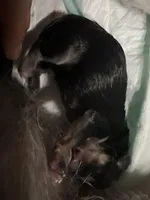 Mimi, a female Yorkshire Terrier for sale in Greensboro, NC – Photo 2 of 10