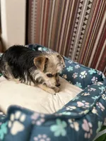 Mimi, a female Yorkshire Terrier for sale in Greensboro, NC – Photo 8 of 10