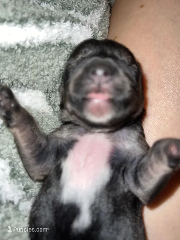 Mimi – Yorkshire Terrier puppy for sale in Greensboro, NC