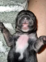 Mimi, a female Yorkshire Terrier for sale in Greensboro, NC – Photo 3 of 10