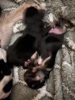 Mimi, a female Yorkshire Terrier for sale in Greensboro, NC – Photo 7 of 10