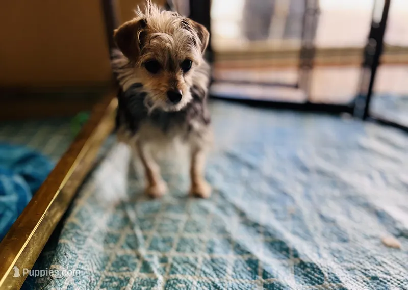 Meme – Yorkshire Terrier puppy for sale in Greensboro, NC