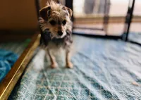 Meme, a female Yorkshire Terrier for sale in Greensboro, NC – Photo 1 of 6