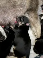 Mimi, a female Yorkshire Terrier for sale in Greensboro, NC – Photo 4 of 10