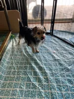 Meme, a female Yorkshire Terrier for sale in Greensboro, NC – Photo 4 of 6