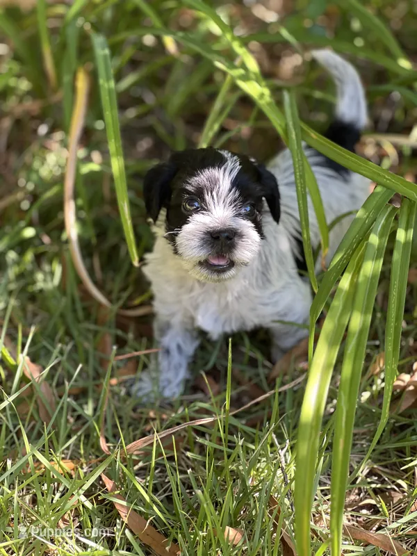 Choco – Morkie puppy for sale in Greensboro, NC