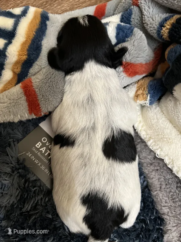 Gureum – Morkie puppy for sale in Greensboro, NC
