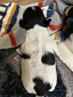 Gureum, a male Morkie for sale in Greensboro, NC – 1 of 7