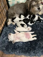 Gaeul, a male Morkie for sale in Greensboro, NC – 2 of 4