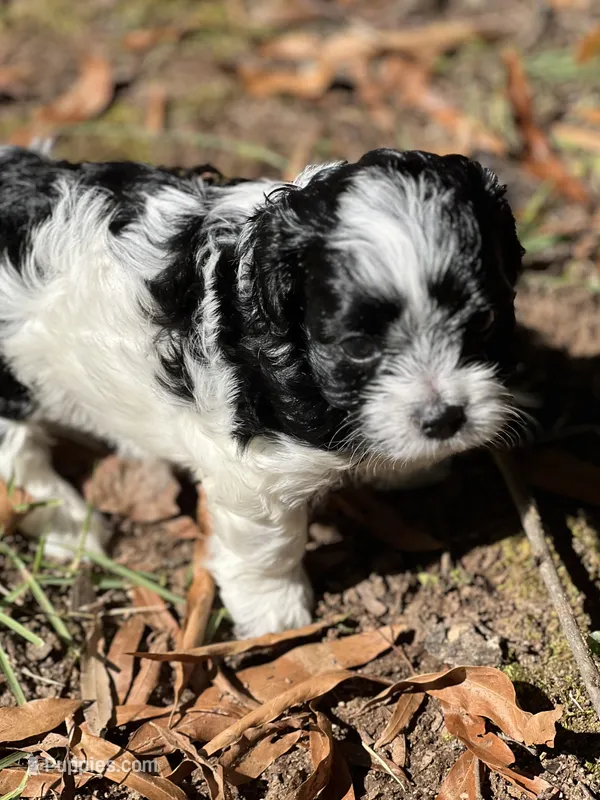Cookie – Morkie puppy for sale in Greensboro, NC