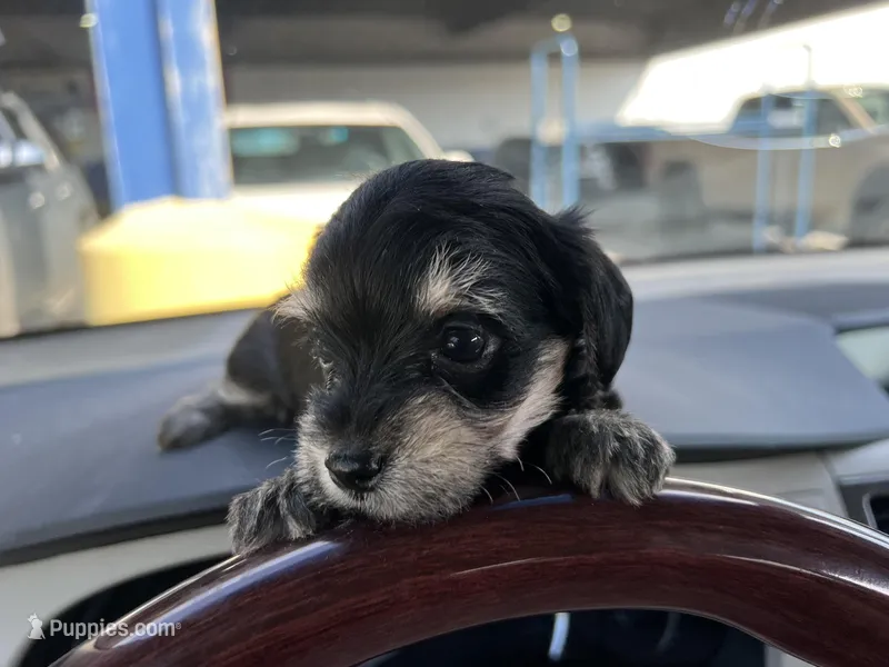 Noel – Miniature Schnauzer, Yorkshire Terrier puppy for sale in Greensboro, NC