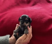 Noel, a male Miniature Schnauzer and Yorkshire Terrier for sale in Greensboro, NC – Photo 2 of 9