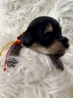 Noel, a male Miniature Schnauzer and Yorkshire Terrier for sale in Greensboro, NC – Photo 6 of 9