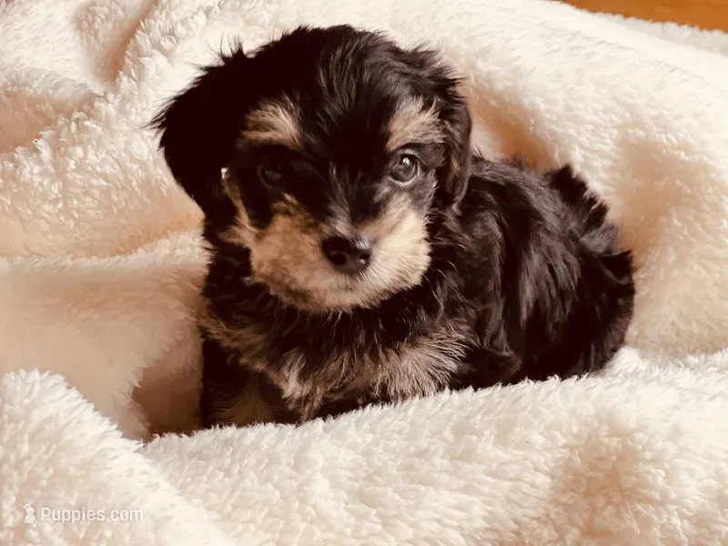 Noel – Miniature Schnauzer, Yorkshire Terrier puppy for sale in Greensboro, NC