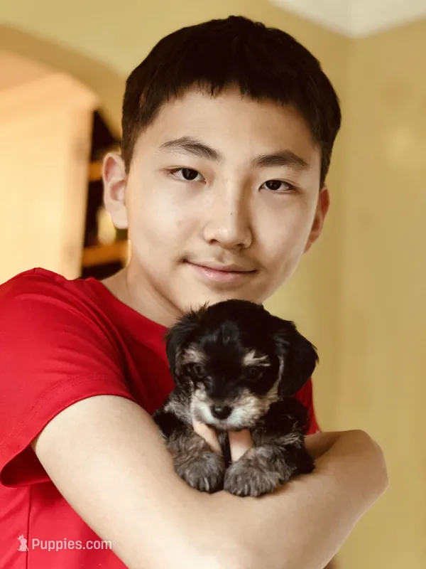 Noel – Miniature Schnauzer, Yorkshire Terrier puppy for sale in Greensboro, NC