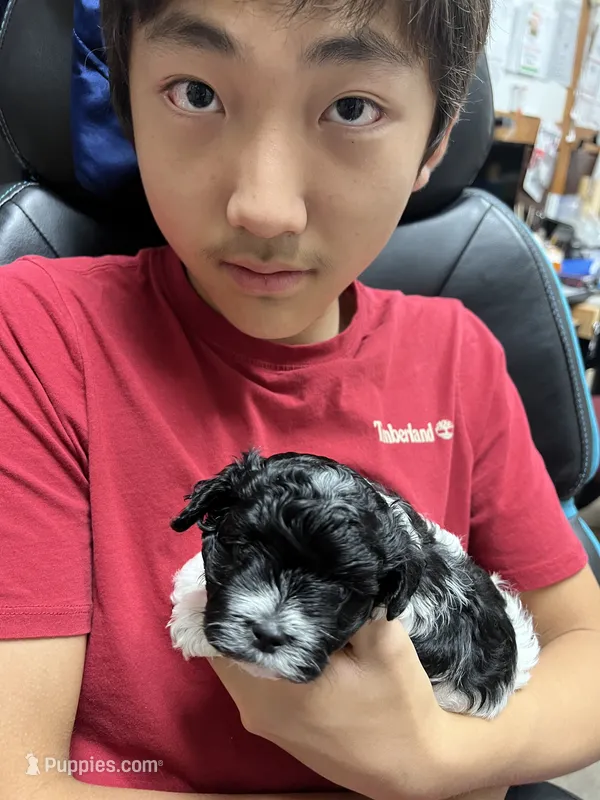 Sugar – Morkie puppy for sale in Greensboro, NC