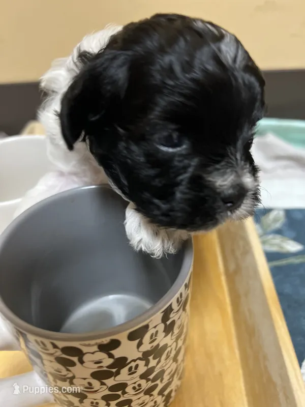 Sugar – Morkie puppy for sale in Greensboro, NC