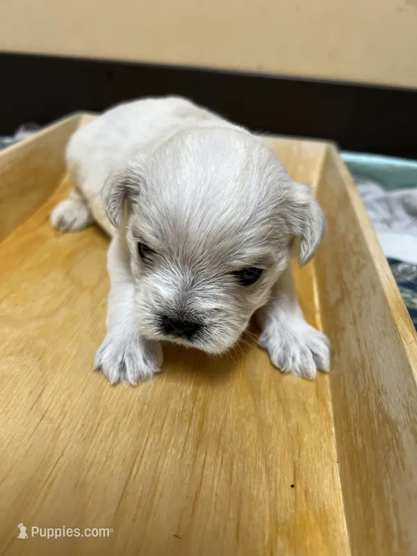 Milky – Morkie puppy for sale in Greensboro, NC