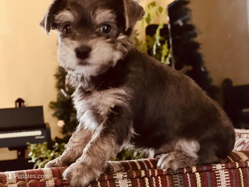 Jay – Miniature Schnauzer, Yorkshire Terrier puppy for sale in Greensboro, NC